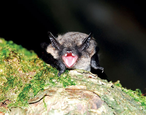 Große Bartfledermaus - Myotis brandtii